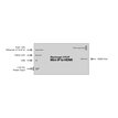 Blackmagic Design Blackmagic 2110 IP Mini IP to HDMI CONVNVIPE/IP/HDMI - 3