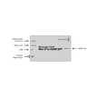 Blackmagic Design Blackmagic 2110 IP Mini IP to HDMI SFP CONVNVIPE/IP/HDMISFP - 3